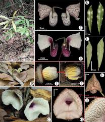 Attēlu rezultāti vaicājumam “Aristolochiaceae”