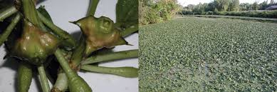 Attēlu rezultāti vaicājumam “Trapa natans”