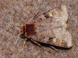 Attēlu rezultāti vaicājumam “Diarsia brunnea”