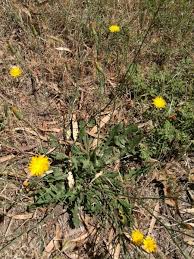 Attēlu rezultāti vaicājumam “Hypochaeris radicata fruit”