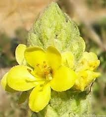 Attēlu rezultāti vaicājumam “Verbascum thapsus bud”