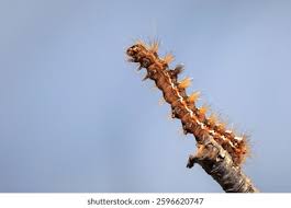 Attēlu rezultāti vaicājumam “Acronicta rumicis larva”