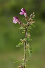 Attēlu rezultāti vaicājumam “Pedicularis palustris”