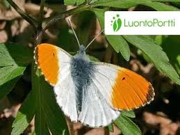 Attēlu rezultāti vaicājumam “Anthocharis cardamines”