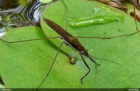 Attēlu rezultāti vaicājumam “Limnoporus rufoscutellatus”