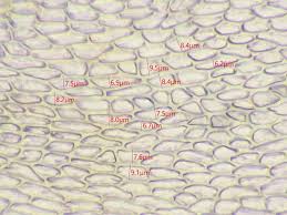 Attēlu rezultāti vaicājumam “Myurella julacea”