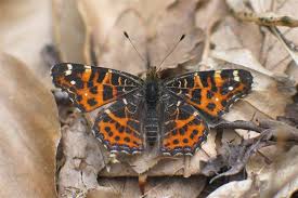 Attēlu rezultāti vaicājumam “Araschnia levana”