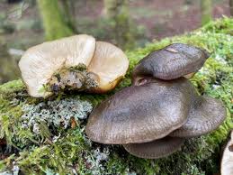 Attēlu rezultāti vaicājumam “Symphytocarpus flaccidus plasmodium”