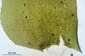 Attēlu rezultāti vaicājumam “Plagiochila porelloides”