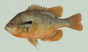 Image result for Lepomis cyanellus