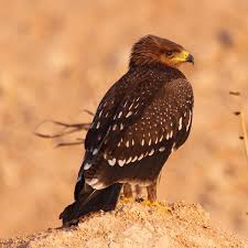 Attēlu rezultāti vaicājumam “Aquila pomarina adult”