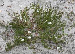 Attēlu rezultāti vaicājumam “Sagina nodosa”