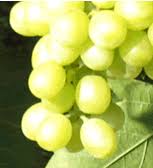 images?q=tbn:ANd9GcQZJwOLaC5ViOw1Ojc8_fE8KloifsEXehRJPF6fqTxP0MdTWv4&t=1&usg=__QN_JKLTmYEDoEhCInLpsE90vQQ8