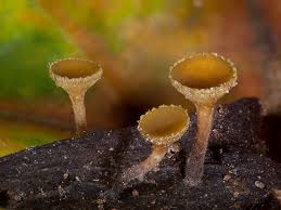 Attēlu rezultāti vaicājumam “Rutstroemia firma”