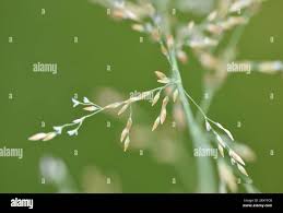 Image result for rosa aquatica