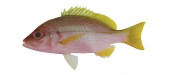 Image result for Lutjanus alexandrei