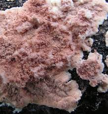 Attēlu rezultāti vaicājumam “Corticium roseum”