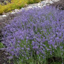 Attēlu rezultāti vaicājumam “Lavandula angustifolia flower”