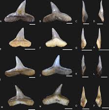 Image result for Carcharhinus brachyurus