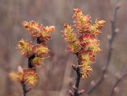 Attēlu rezultāti vaicājumam “Myrica gale male flower”