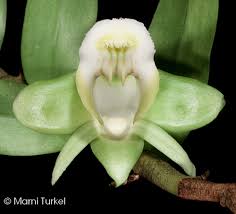 Attēlu rezultāti vaicājumam “Enteridium olivaceum”