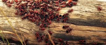 Attēlu rezultāti vaicājumam “Pyrrhocoris apterus imago”