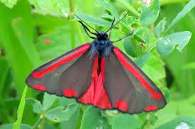 Attēlu rezultāti vaicājumam “Aphis jacobaeae”