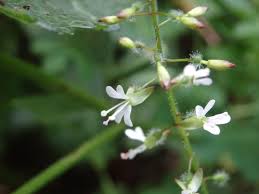 Attēlu rezultāti vaicājumam “Circaea lutetiana leaf”