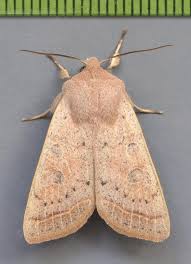 Attēlu rezultāti vaicājumam “Orthosia gracilis”