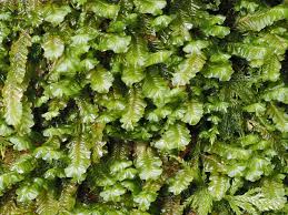 Attēlu rezultāti vaicājumam “Gyroweisia tenuis”