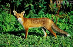 Attēlu rezultāti vaicājumam “Vulpes vulpes  juvenile”