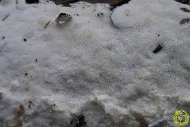 Attēlu rezultāti vaicājumam “Sidera lenis”