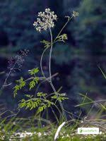 Attēlu rezultāti vaicājumam “Peucedanum palustre fruit”