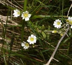 Attēlu rezultāti vaicājumam “Cerastium arvense leaf”
