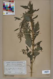 Image result for Chenopodium album