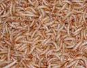 Mealworms: Live Mealworms: Mealworms