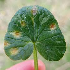 Attēlu rezultāti vaicājumam “Uromyces dactylidis”