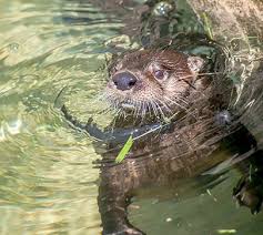 Image result for Worthing Otters