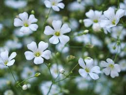 Image result for Gypsophila elegans