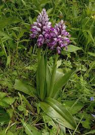 Attēlu rezultāti vaicājumam “Orchis militaris leaf”