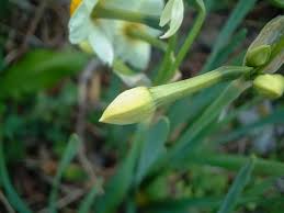 Attēlu rezultāti vaicājumam “Narcissus bud”