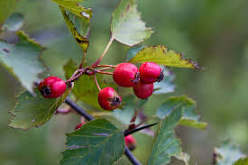 Attēlu rezultāti vaicājumam “Crataegus macracantha fruit”