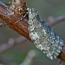 Attēlu rezultāti vaicājumam “Epirrita sp.”