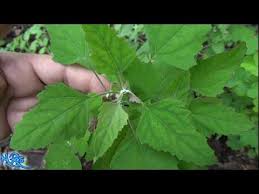 Attēlu rezultāti vaicājumam “Chenopodium album leaf”