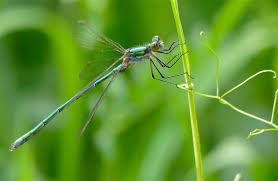 Attēlu rezultāti vaicājumam “Lestes dryas female”