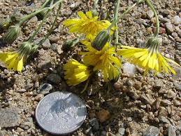 Attēlu rezultāti vaicājumam “Crepis tectorum flower”