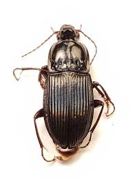 Attēlu rezultāti vaicājumam “Pterostichus sp.”