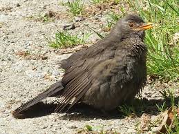 Attēlu rezultāti vaicājumam “Turdus merula”