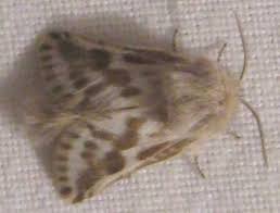 Attēlu rezultāti vaicājumam “Lamellocossus terebra”