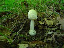 Attēlu rezultāti vaicājumam “Amanita citrina”